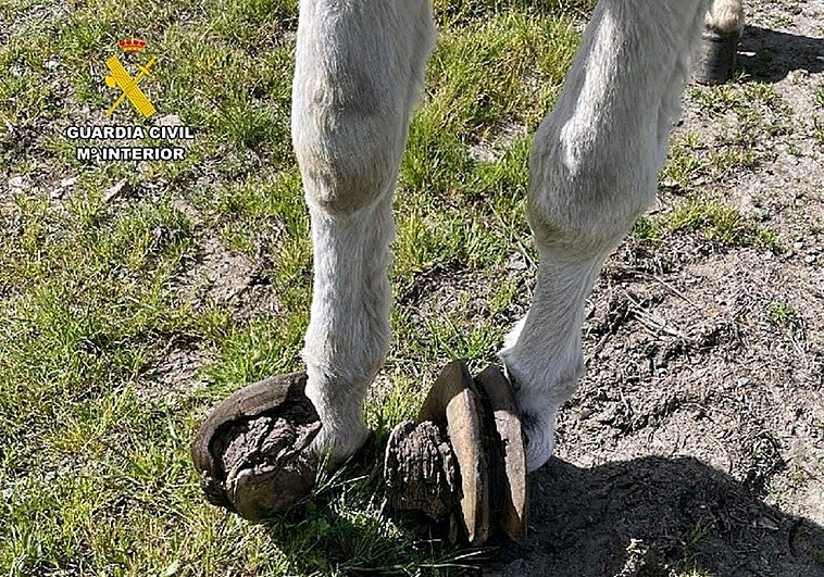 La Guardia Civil investiga a un vecino de Fuente de Cantos por no cuidar a su asno